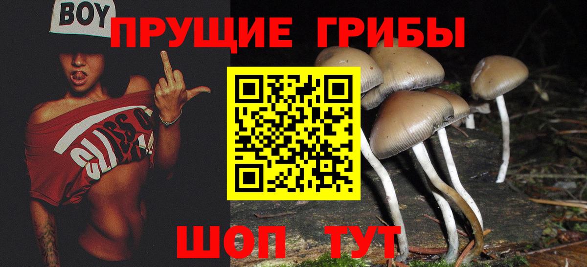 где найти   Вход с VPN  Гусиноозёрск  Псилоцибиновые грибы Psilocybine cubensis 